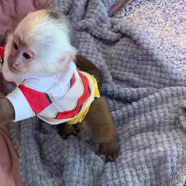 Zdarma Dítě kapucínské opice k adopci nyní zdarma   - foto 3