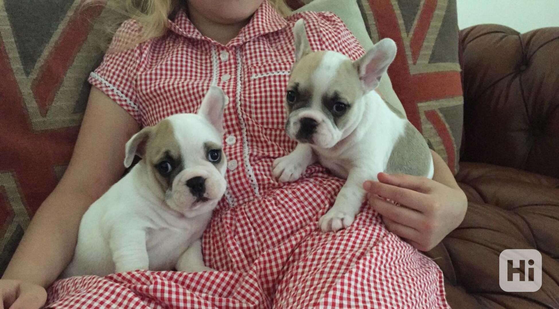 French Bulldog - foto 1