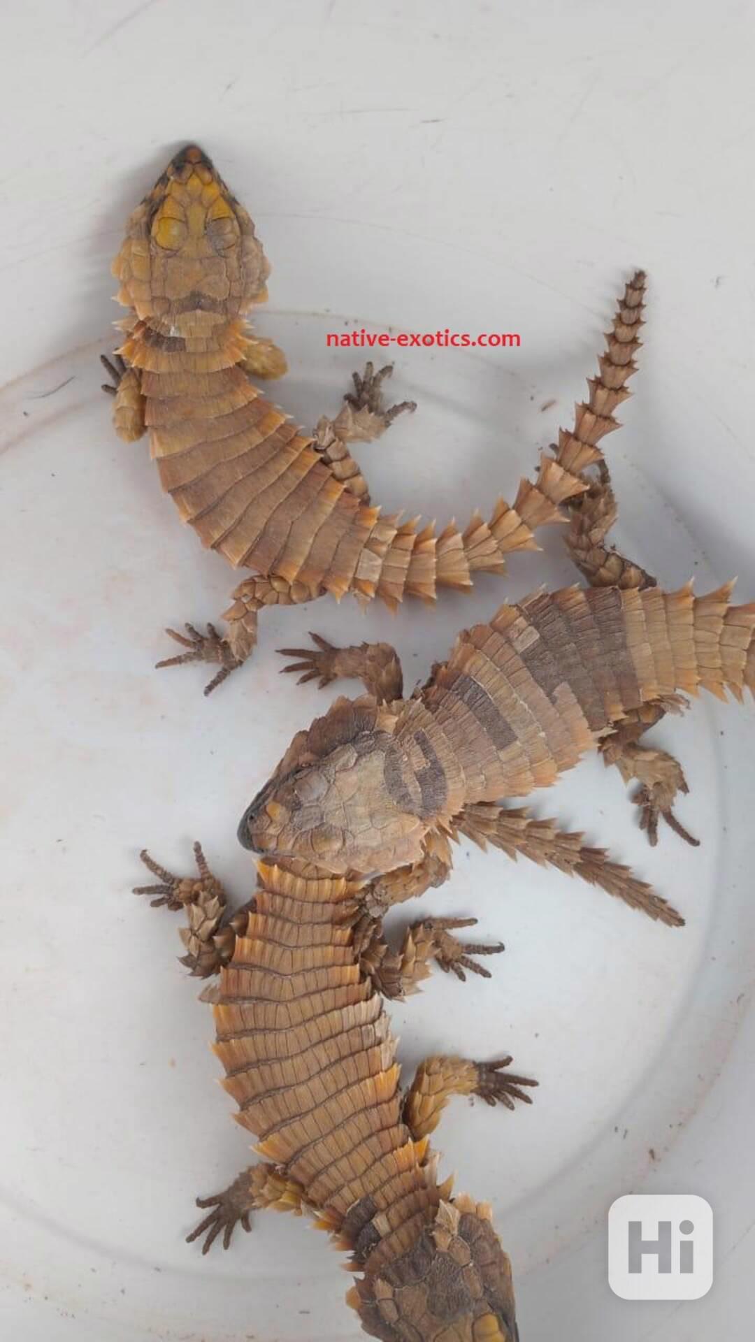 Prodej Ouroborus cataphractus.  - foto 1