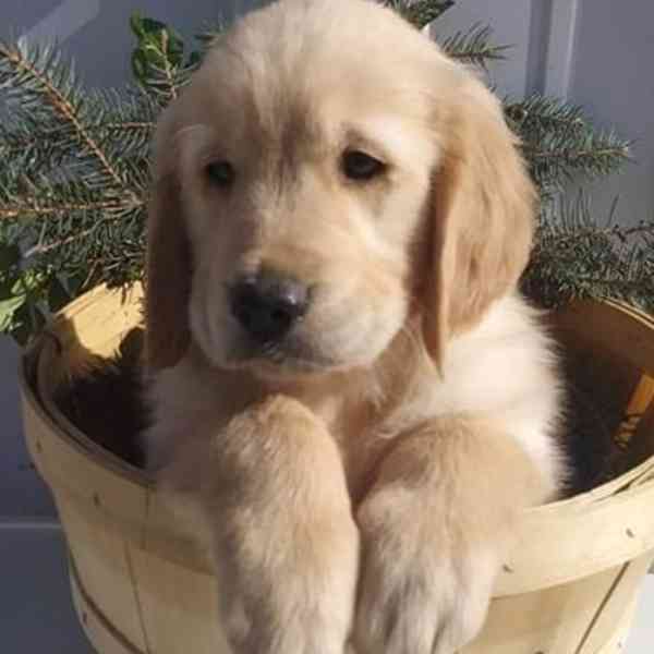 štěně zlatého retrívra