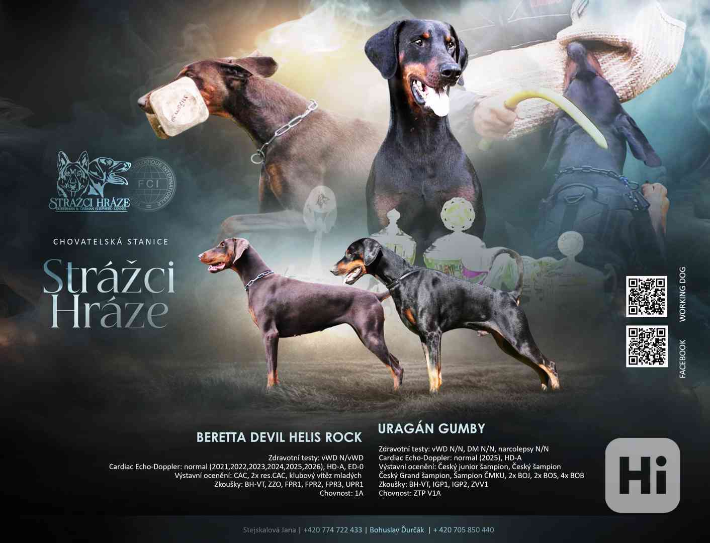 Štěňata dobrman s PP - foto 1