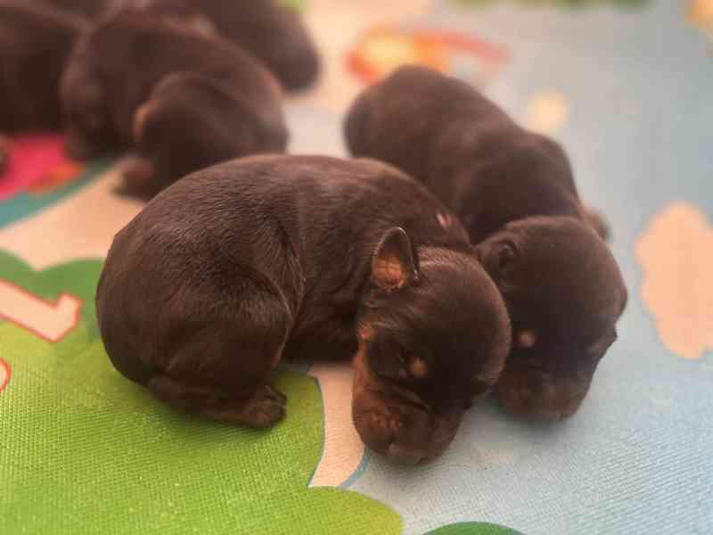 Štěňata dobrman s PP - foto 5