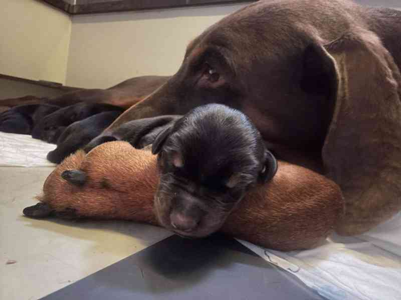 Štěňata dobrman s PP - foto 2