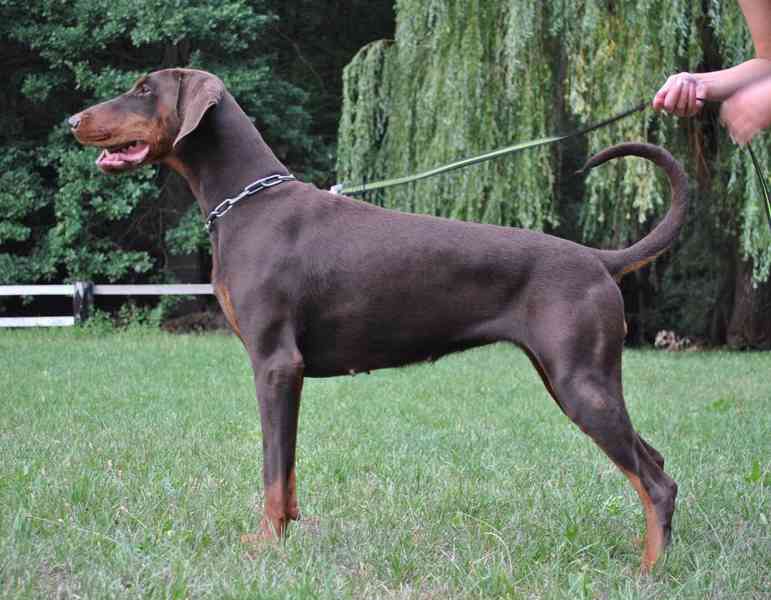 Štěňata dobrman s PP - foto 6