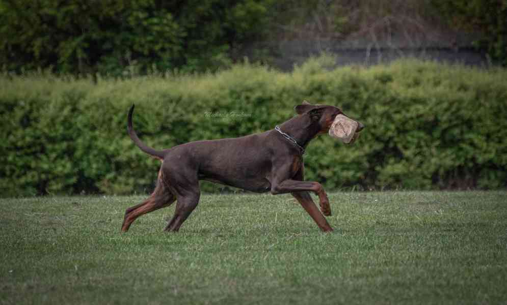 Štěňata dobrman s PP - foto 7