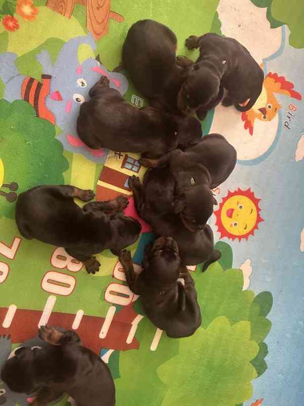 Štěňata dobrman s PP - foto 4