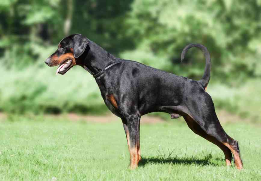 Štěňata dobrman s PP - foto 8