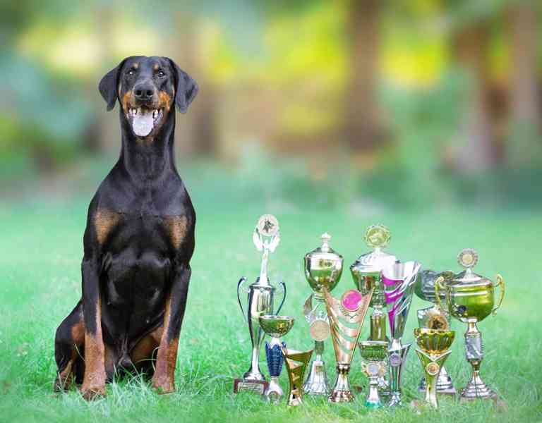 Štěňata dobrman s PP - foto 9