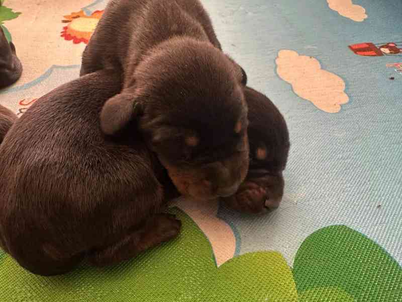 Štěňata dobrman s PP - foto 3