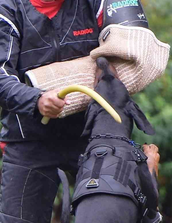 Štěňata dobrman s PP - foto 10