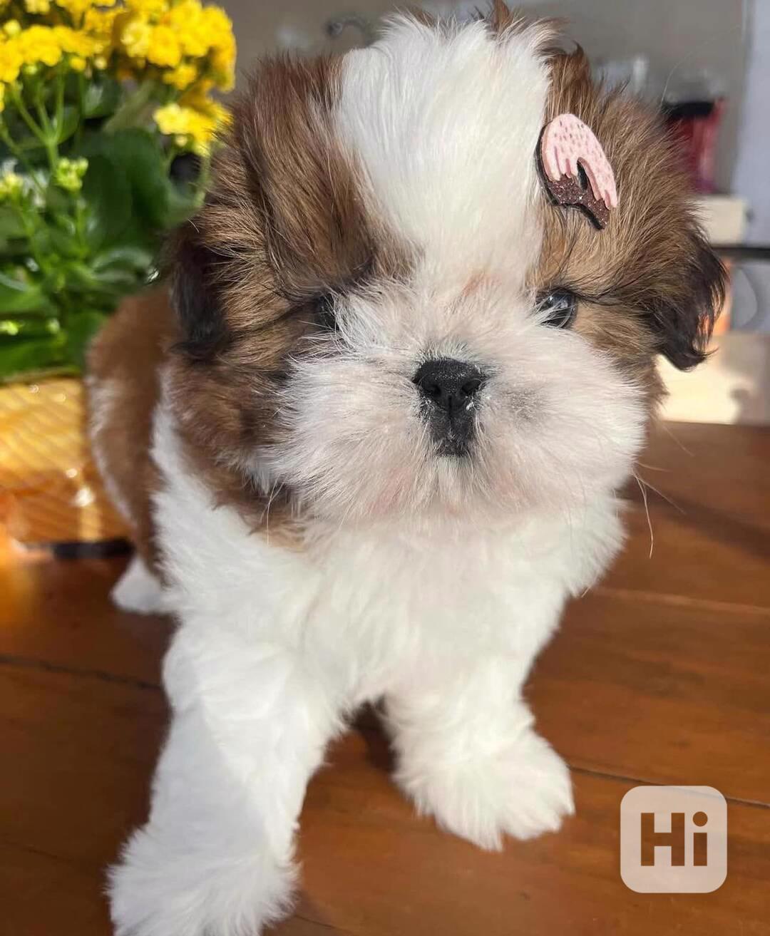 Shih Tzu Puppy  - foto 1