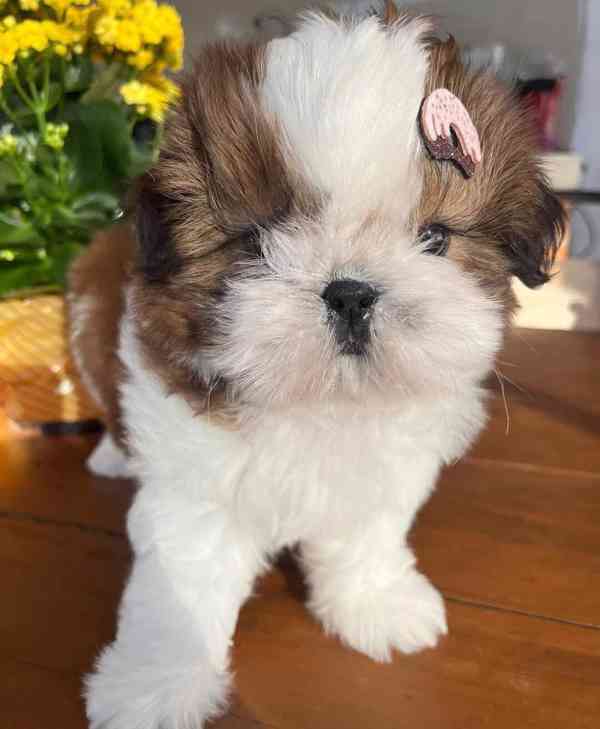 Shih Tzu Puppy  - foto 3