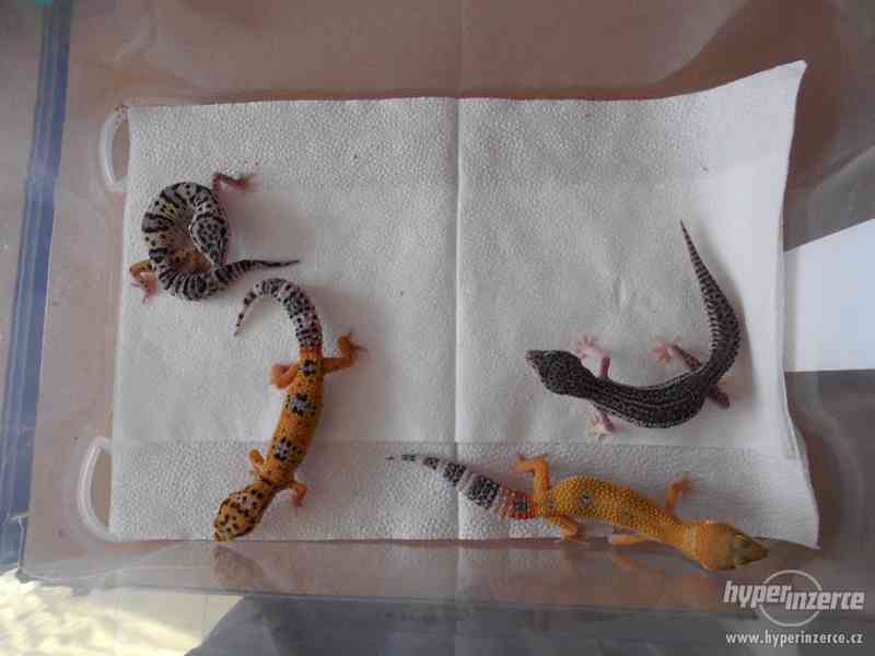 Aktualizováná NABÍDKA mláďat gekončíků nočních - foto 2