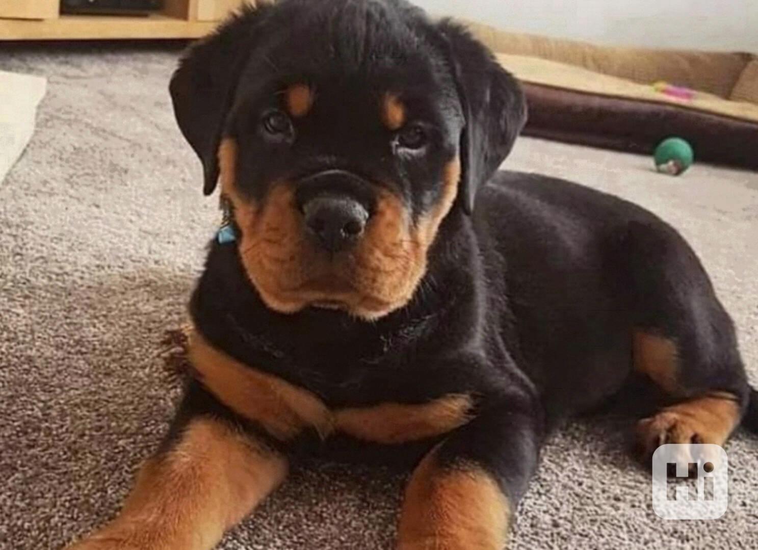 Štěňata rotvajlera k adopci. - foto 1