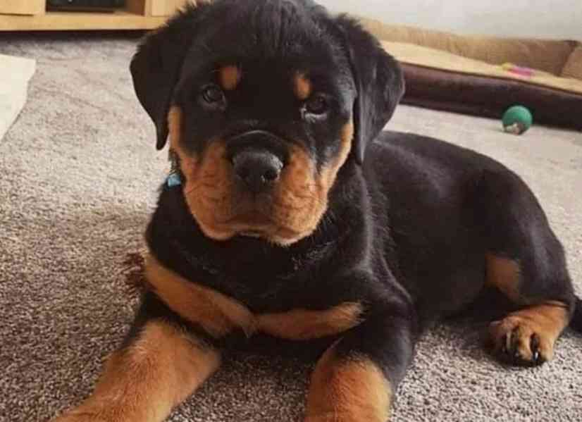 Štěňata rotvajlera k adopci. - foto 1