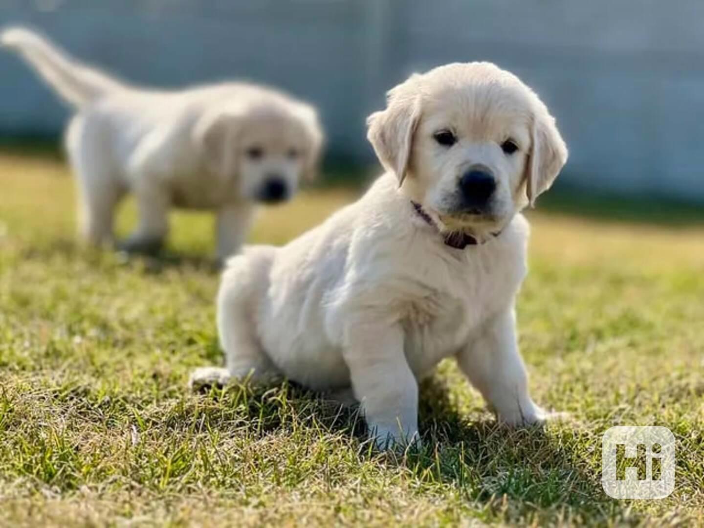 Zlatý retriever šteniatka s PP - foto 1