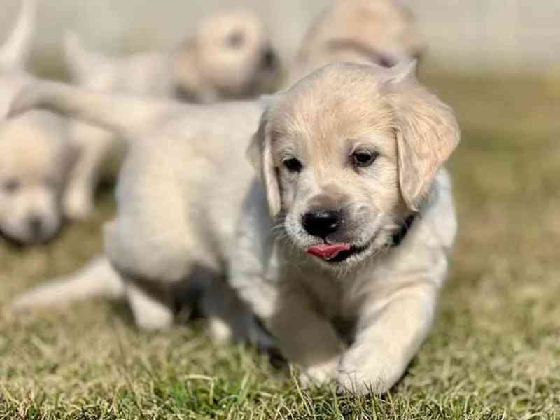 Zlatý retriever šteniatka s PP - foto 5