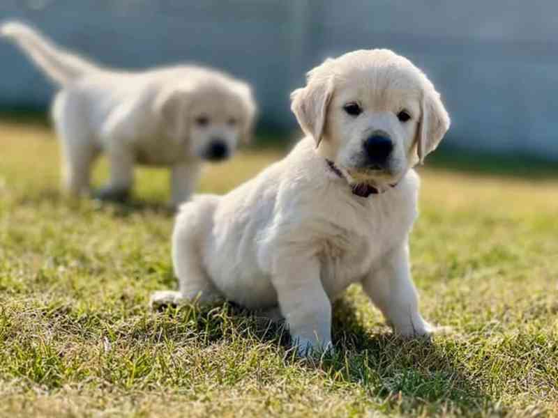 Zlatý retriever šteniatka s PP - foto 1