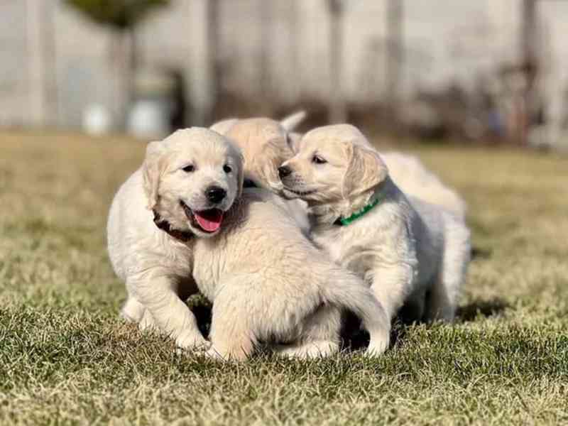 Zlatý retriever šteniatka s PP - foto 2