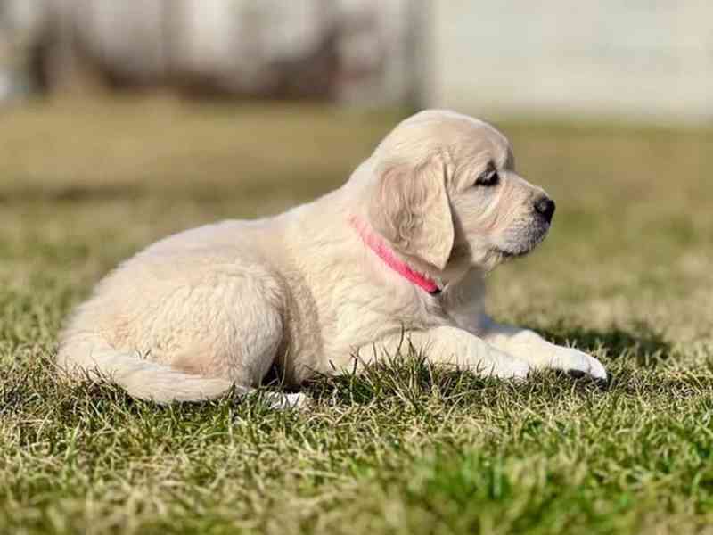 Zlatý retriever šteniatka s PP - foto 6