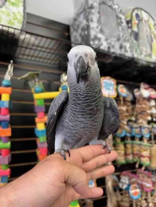 Zdravý papoušek šedý - foto 2