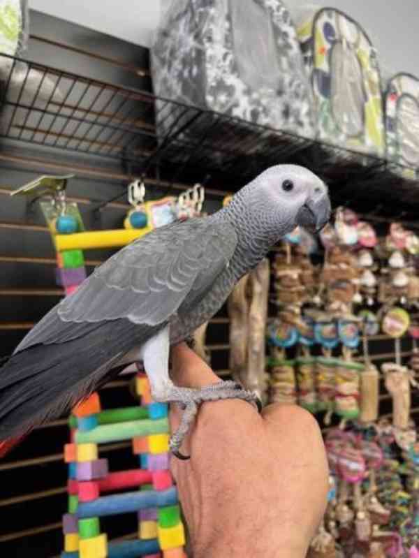 Zdravý papoušek šedý - foto 3