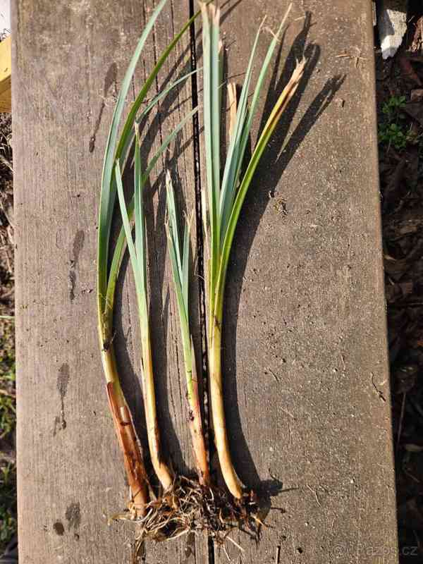 Ostřice pobřežní - nenáročná bahenní rostlina - foto 2