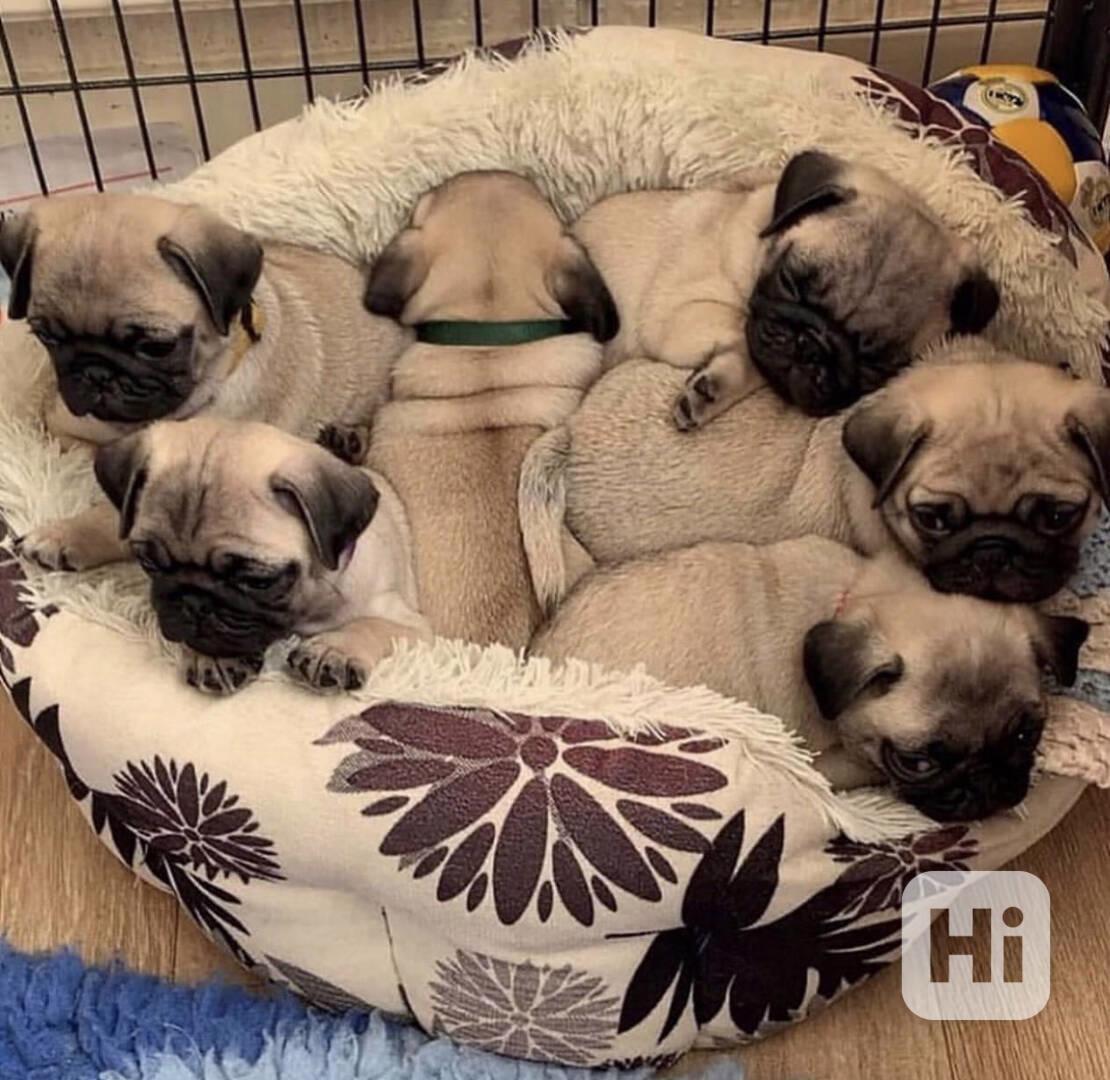 štěňata připravená - foto 1