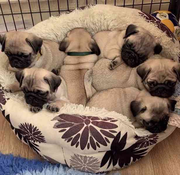 štěňata připravená - foto 1