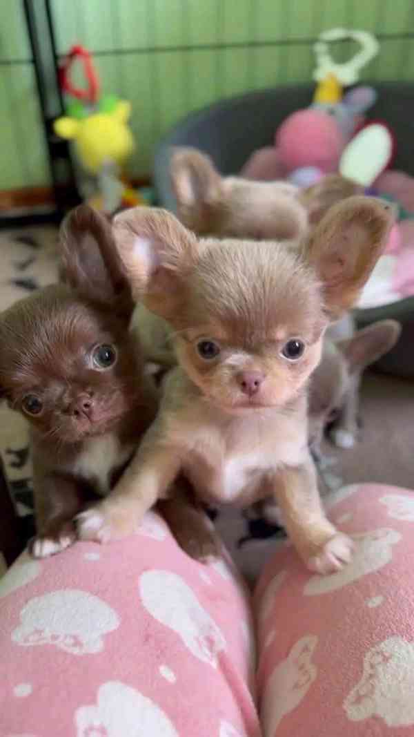 Štěňata čivavy - foto 1