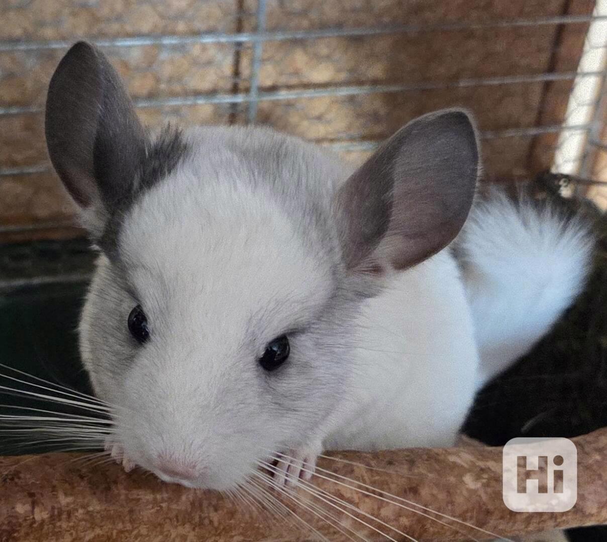 Činčilí sameček White ebony - foto 1