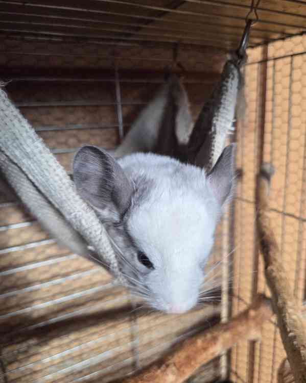 Činčilí sameček White ebony - foto 7