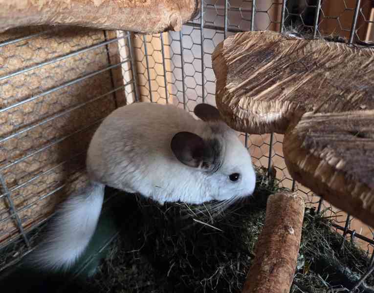 Činčilí sameček White ebony - foto 5