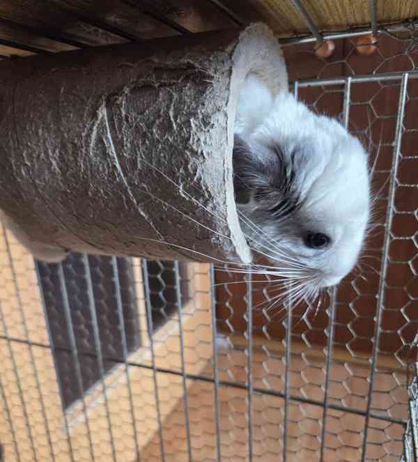 Činčilí sameček White ebony - foto 8