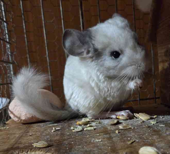 Činčilí sameček White ebony - foto 2