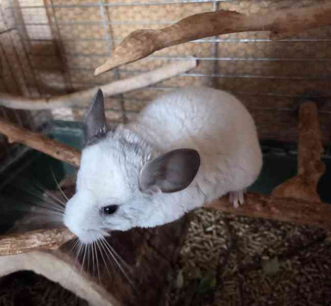 Činčilí sameček White ebony - foto 6