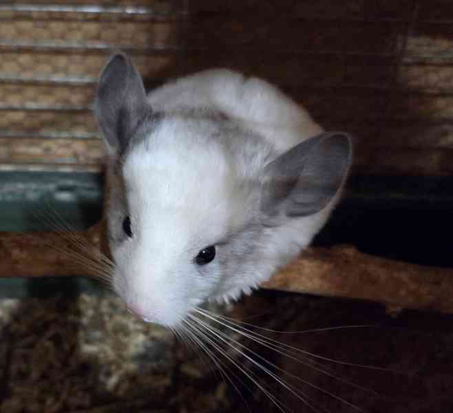 Činčilí sameček White ebony - foto 4