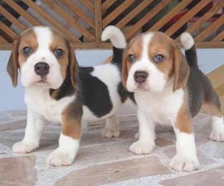 Šťastná štěňata bígla – dobrodružná a hravá  Klasičtí trikol - foto 3