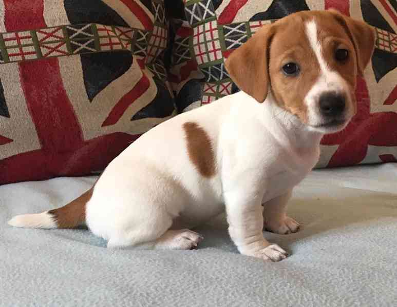 jack russell - foto 1