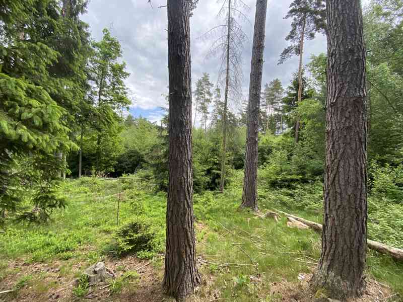 Lesní pozemek Lštění nad Zubřinou - foto 2