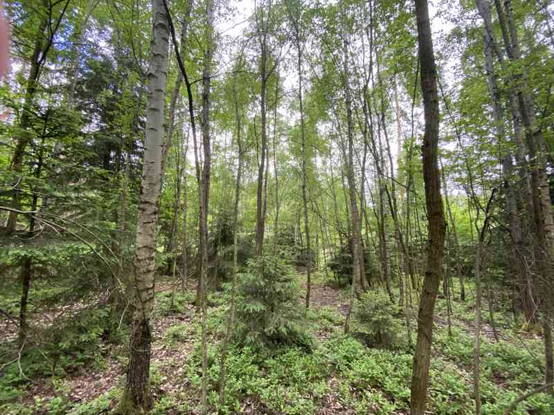Lesní pozemek Lštění nad Zubřinou - foto 9