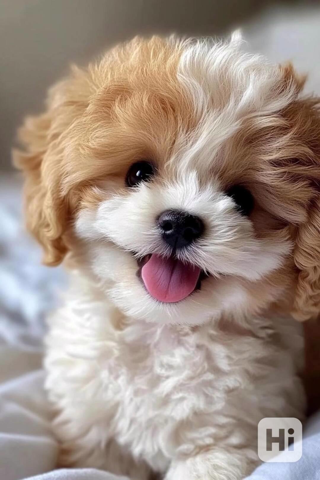 Maltipoo štěňátka - foto 1