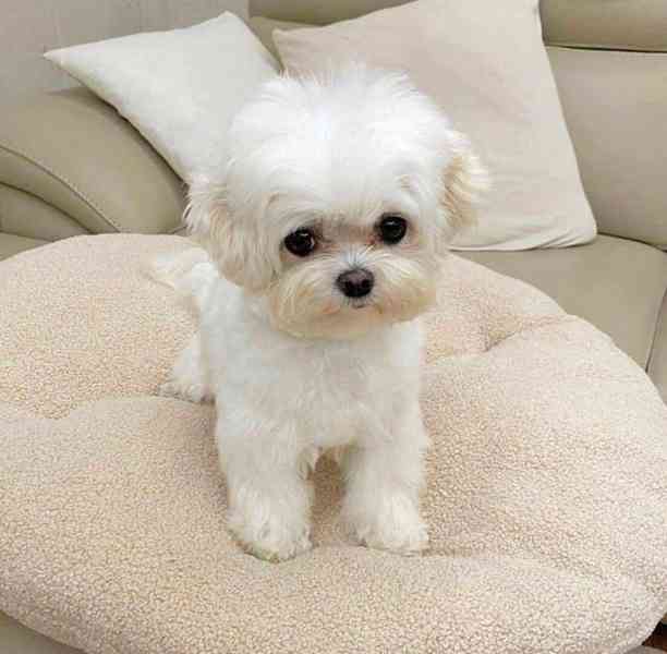 Maltipoo štěňátka - foto 2