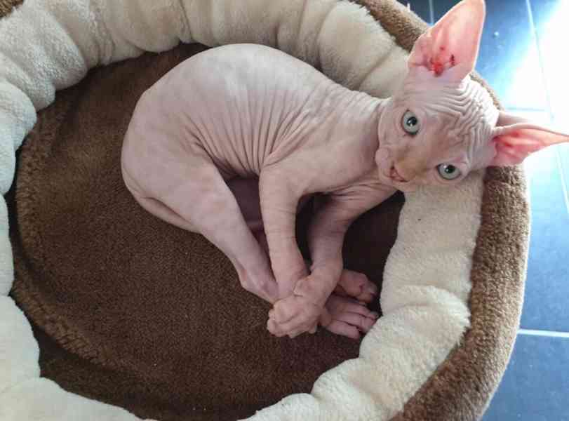 Sphynx  - foto 2