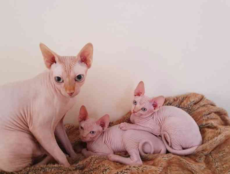 Sphynx - foto 1