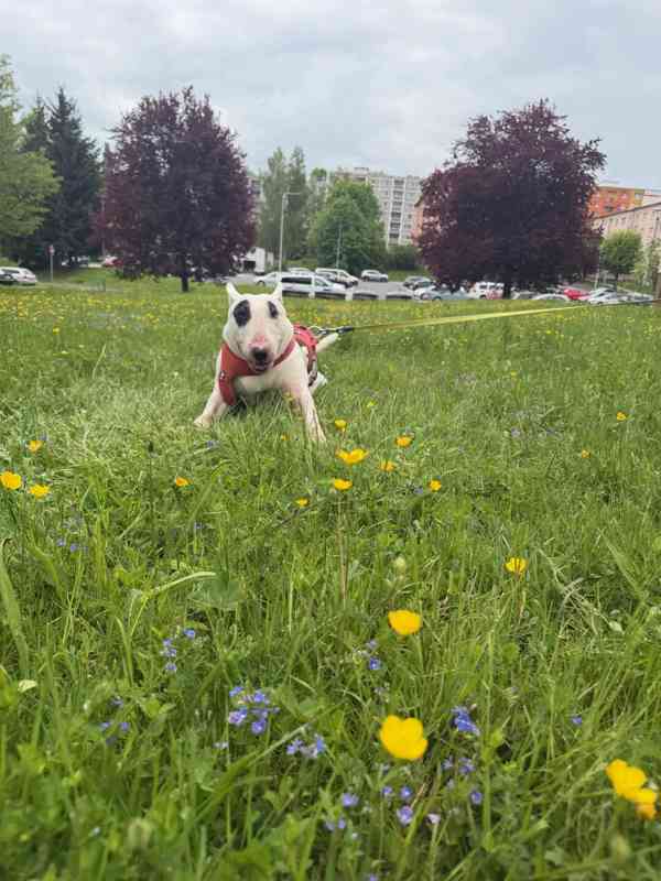 Hledá se nový domov pro NERVA - foto 5