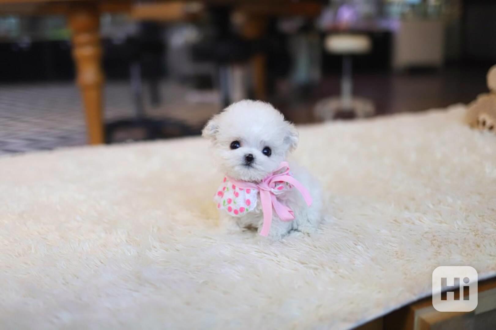 Maltese puppies  - foto 1