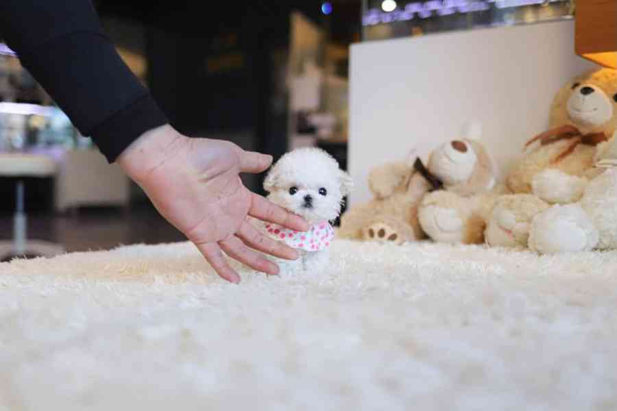 Maltese puppies  - foto 2