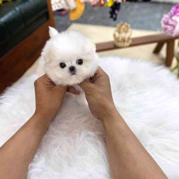 Maltese puppies  - foto 4