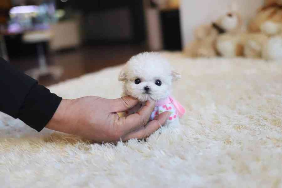 Maltese puppies  - foto 3